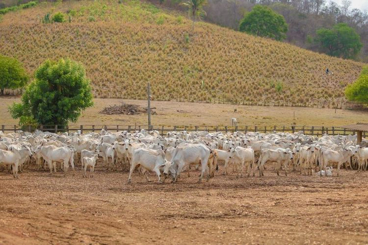 Segunda etapa da Campanha de Vacinação