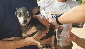 Vacinação contra raiva.