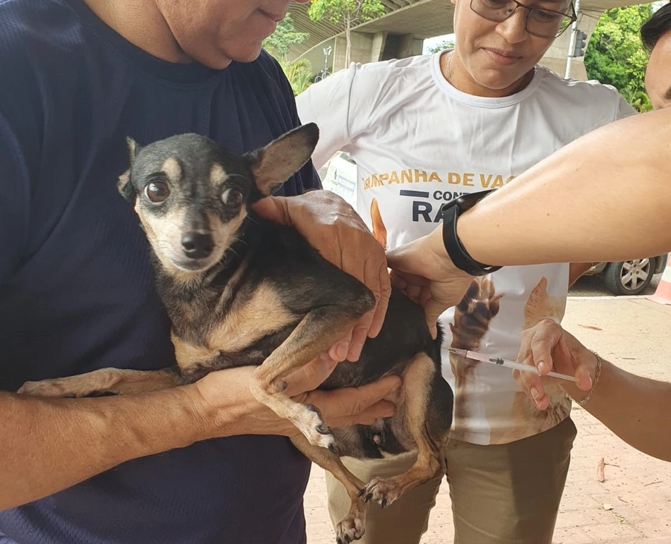 Vacinação contra raiva.