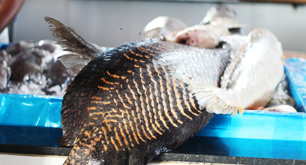 Mercado do Peixe, Bairro São João.