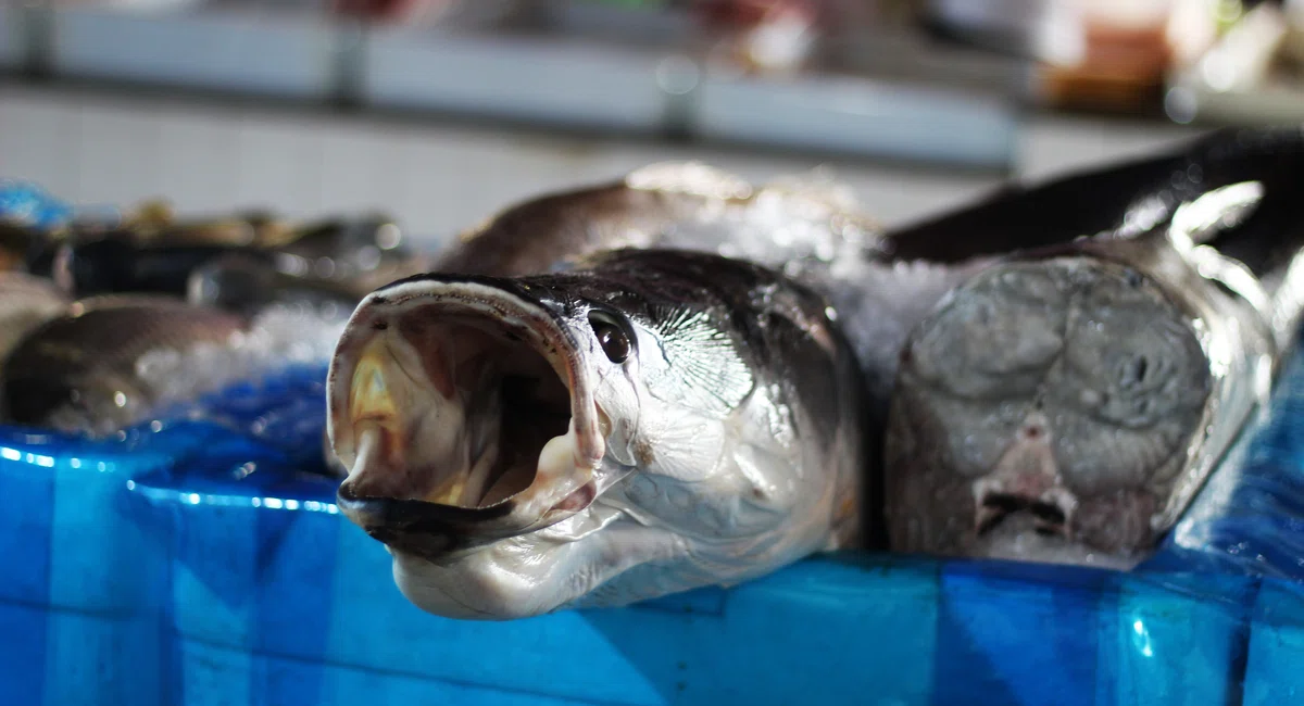 Mercado do Peixe, Bairro São João.