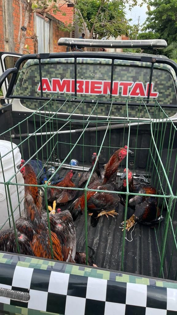 Polícia Ambiental regata mais de 40 galos