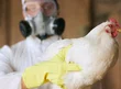 Gripe aviária: Governo do Piauí prorroga decreto de emergência.