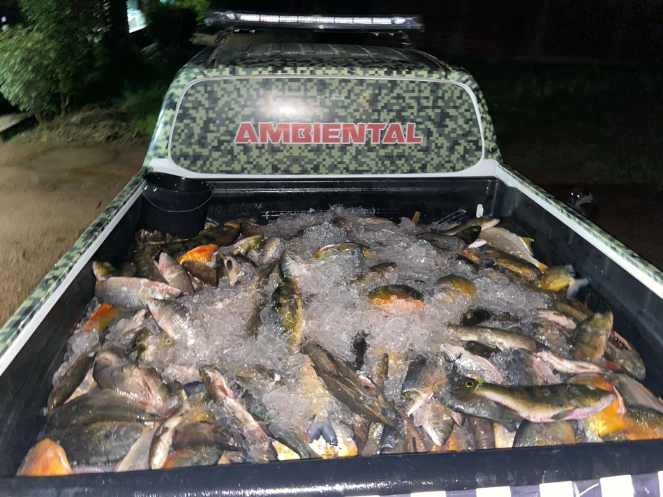 Peixes apreendidos sem documentação.