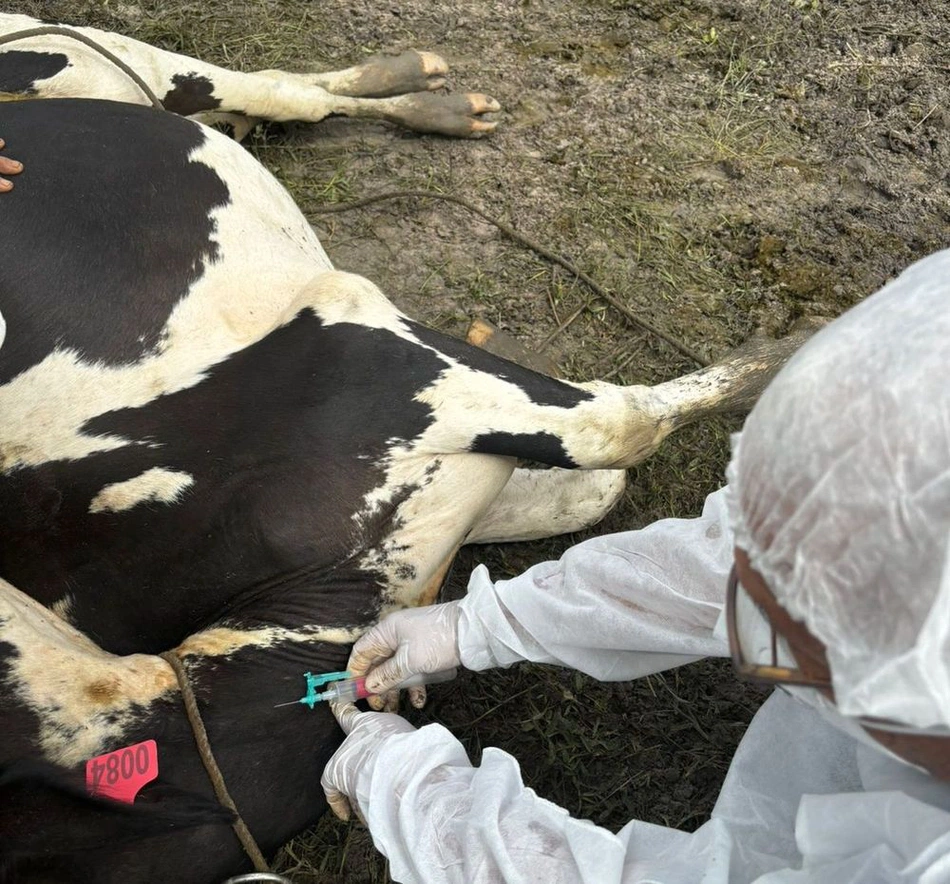 Adapi realiza importante Etapa para Reconhecimento Internacional contra Febre Aftosa