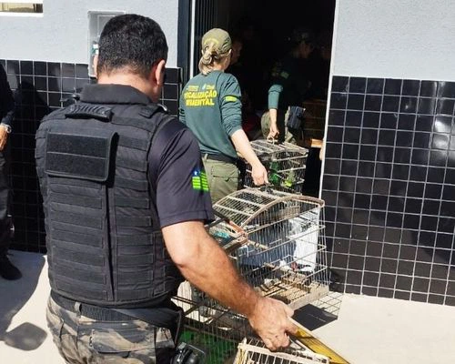 Operação contra caça ilegal de animais silvestres é deflagrada no Piauí