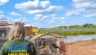 Semarh realiza soltura de animais apreendidos em operação de fiscalização