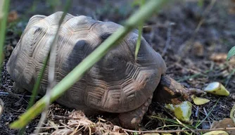 Semarh realizou soltura de 40 animais reabilitados do CETAS em Valença