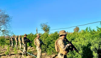 Polícia Militar descobre roça de maconha de 5 hectares em Nazaré do Piauí