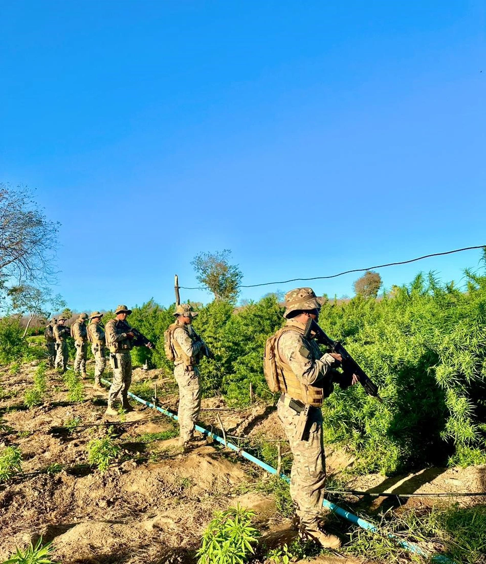 Polícia Militar descobre roça de maconha de 5 hectares em Nazaré do Piauí