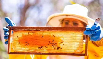 Mel produzido por agricultores familiares torna o Piauí maior exportador do País