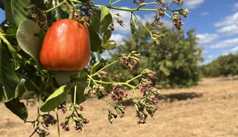 Produção de caju do Piauí tem aumentado a 2ª maior área plantada no Brasil