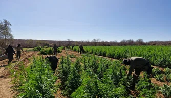 Pés de Maconha