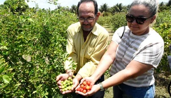 A acerola compreende 30% da proção do perímetro