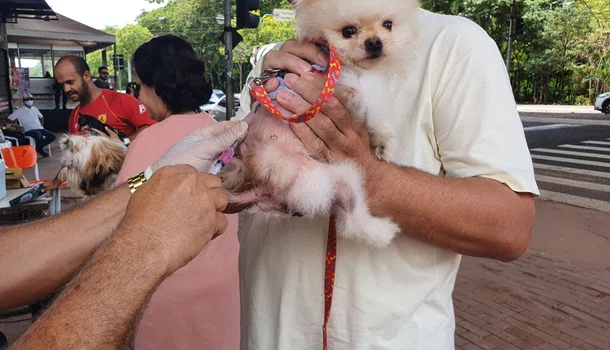 campanha de vacinação para cães e gatos