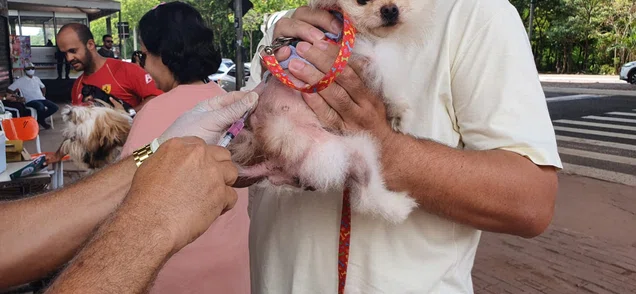 Imunização para gatos e cães contra a raiva acontece nas zonas rurais de Teresina