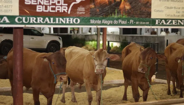 Feira de agropecuária em Teresina