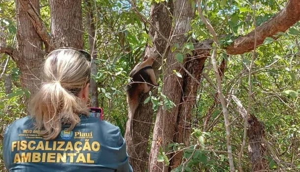 Inserção dos animais na natureza