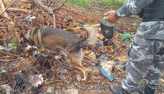 Cães farejadores