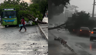 Árvores caem após forte chuva em Teresina