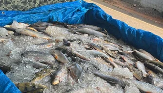 PM apreende 500 kg de peixes em transporte irregular