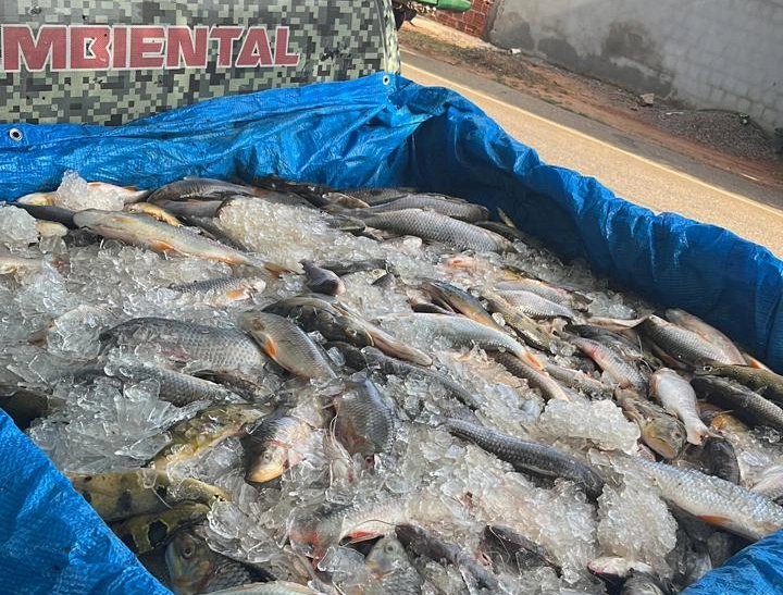 PM apreende 500 kg de peixes em transporte irregular