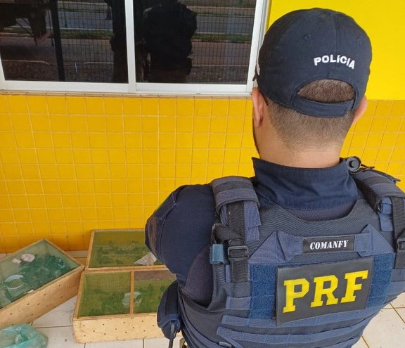 Pássaros apreendidos pela PRF