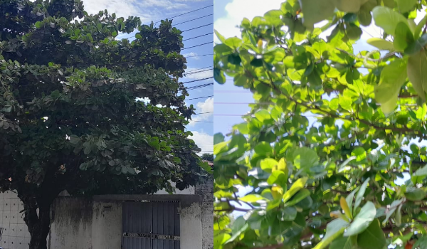 Árvore em contato com fiação elétrica