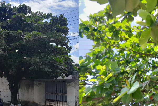 Árvore em contato com fiação elétrica