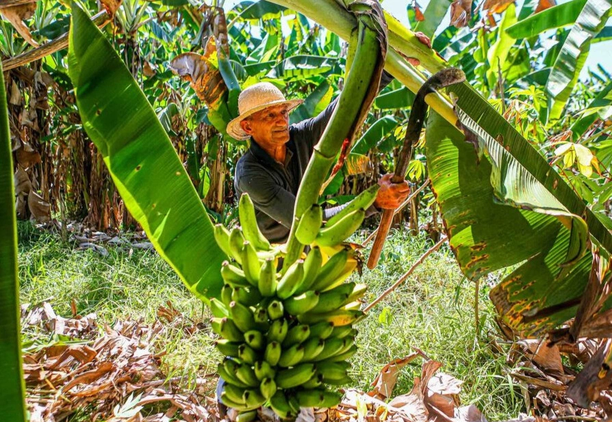 Rafael Fonteles sanciona Lei de Incentivo à Fruticultura Sustentável