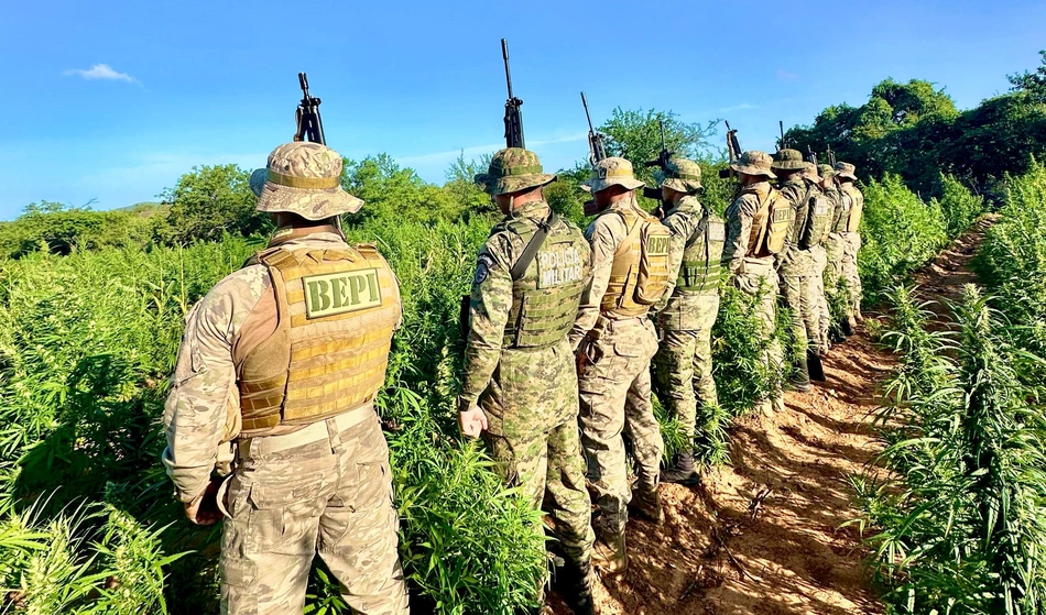 Policia desarticula plantação de maconha e prende cinco toneladas no Piauí