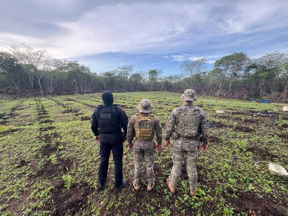 Polícia desarticula roça de maconha de 3 hectares