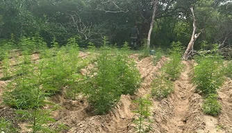 Roça de maconha na localidade Lagoa dos Bois, município de Capitão Gervásio Oliveira.