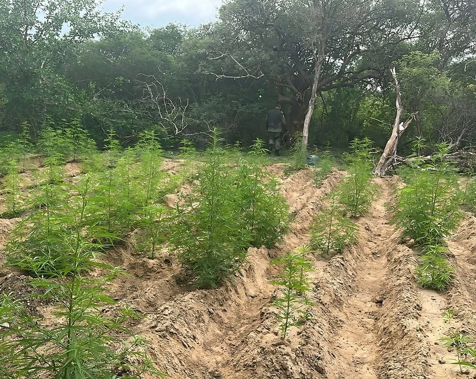 Roça de maconha na localidade Lagoa dos Bois, município de Capitão Gervásio Oliveira.