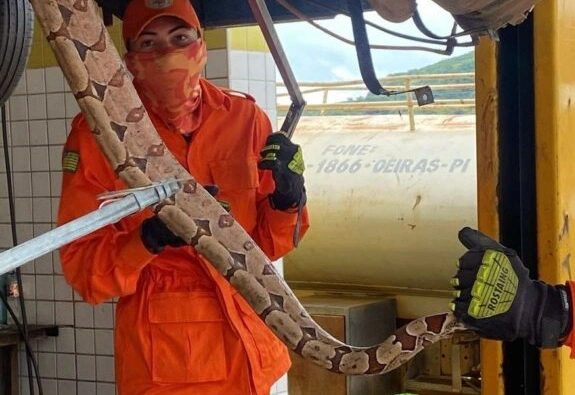 Corpo de Bombeiros captura e resgata jiboia dentro de veículo em Oeiras