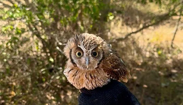 Piauí institui o Programa Estadual de Proteção à fauna Silvestre