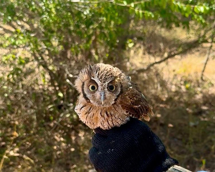 Piauí institui o Programa Estadual de Proteção à fauna Silvestre