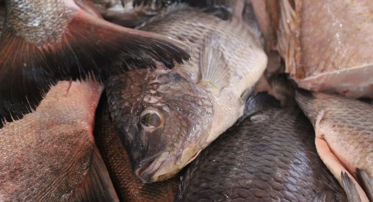 Mercado do Peixe