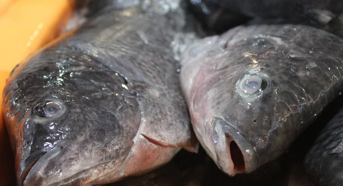 Mercado do Peixe