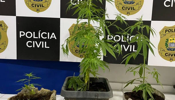 Sete mudas de maconha encontradas na residência da suspeita.