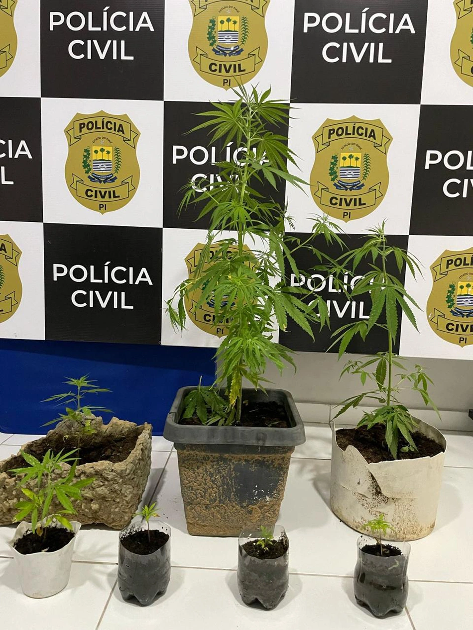 Sete mudas de maconha encontradas na residência da suspeita.