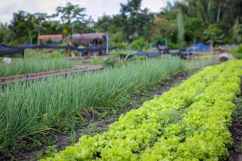 Hortas comunitárias e campos agrícolas geram renda para os teresinenses