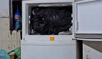 Freezer com cães congelados