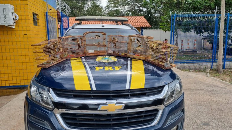 PRF apreende 35 aves silvestres transportadas dentro de gaiolas em Parnaíba
