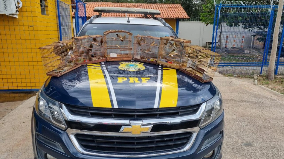 Aves apreendidas mantidas em cativeiro.