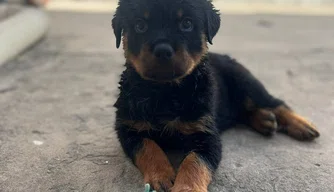 Filhote de cachorro