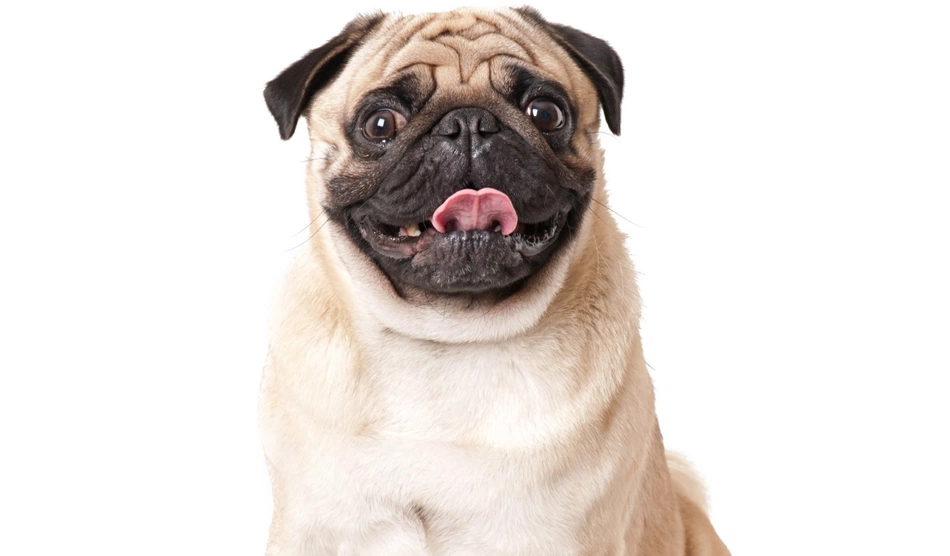 Cachorro
