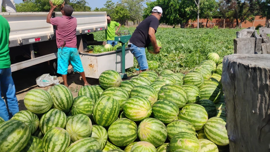 Entrega de 2,5 toneladas de melancia