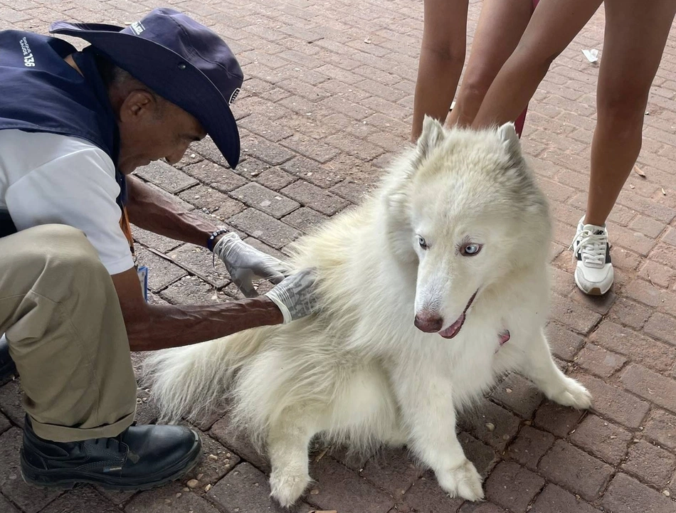 Vacinação contra raiva em animais