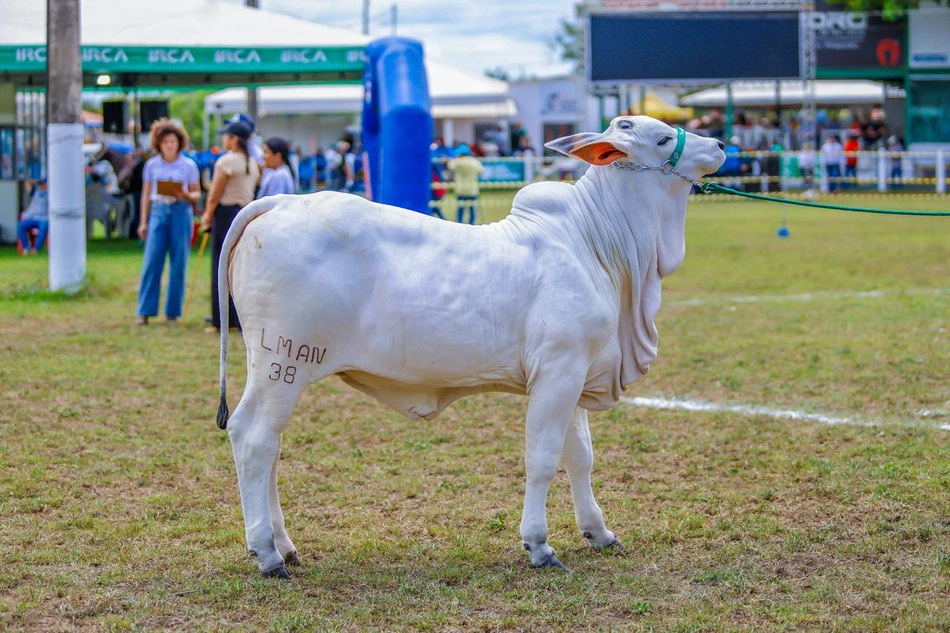 Expoapi, gado